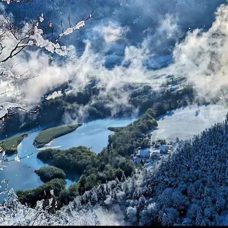 Magnolia Blejska Dobrava