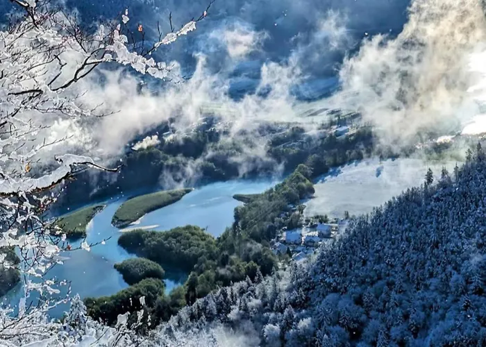 Magnolia Blejska Dobrava